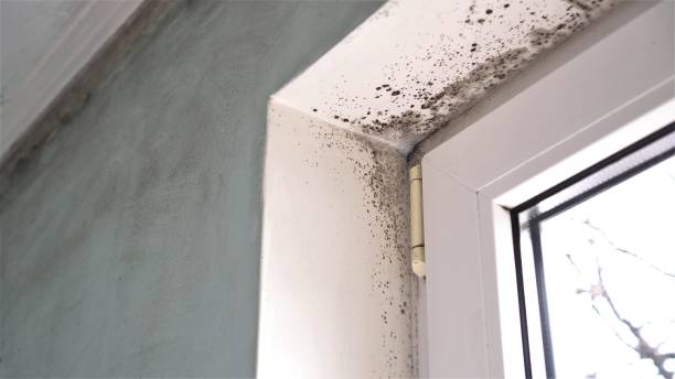 Best Crawl Space Mold Remediation in Manchester, OH