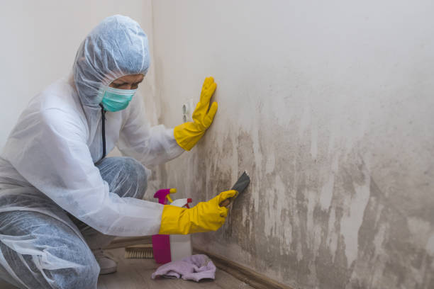 Best Attic Mold Remediation in Manchester, OH