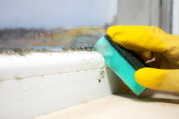 Best HVAC Mold Remediation in Manchester, OH