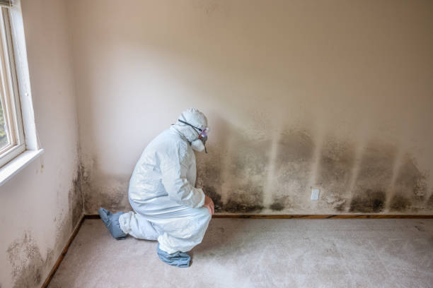 Best DIY Mold Remediation Support Services in Manchester, OH